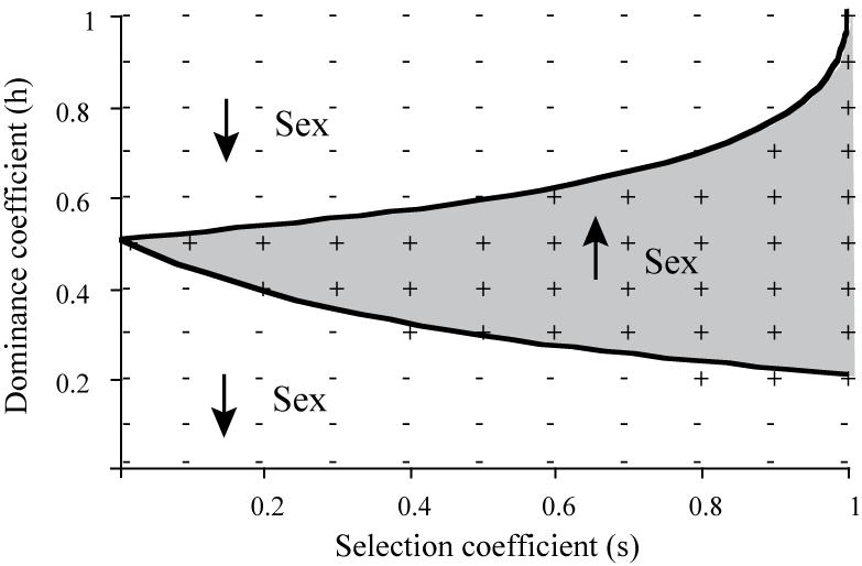 EVOLUTION OF SEX Analogous results are obtained when mutations are beneficial modifiers alter recombination rates drift acts