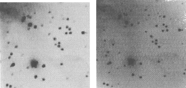 2_~,IAss 13 Fig. 1. A comparison of images of a field near OMC-1, obtained (left) with the 2MASS prototype camera (2.