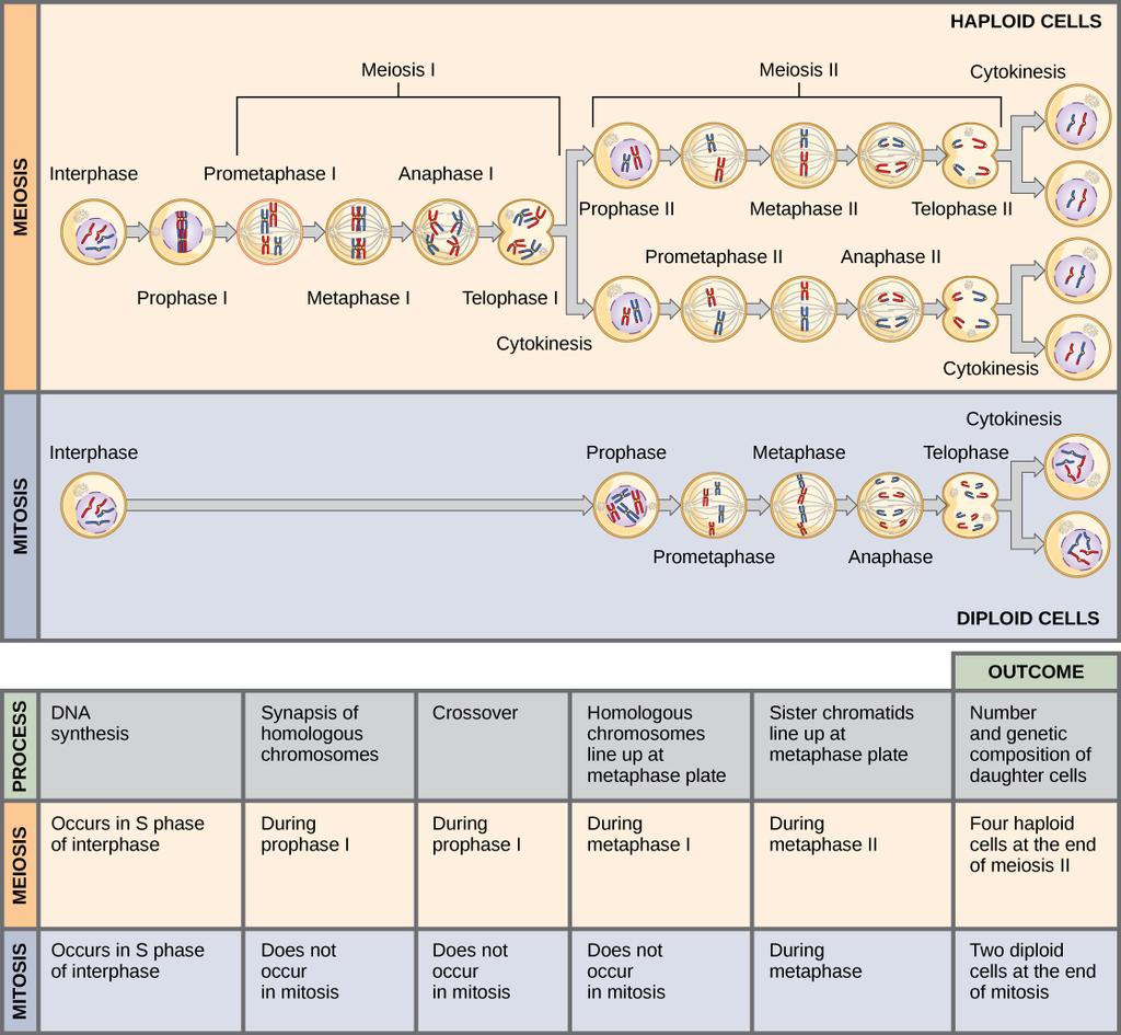 Meiosis and mitosis are both preceded by one round of DNA replication; however, meiosis includes two nuclear divisions.