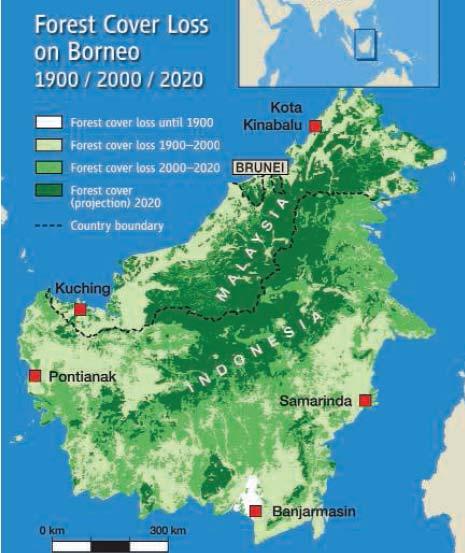 Ants in the Heart of Borneo a