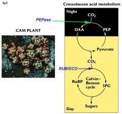 CAM Plants: A Mix of C 3 and C 4 Photosynthesis d 13 C = -12 to -27 C 4 Night Fixation d 13 C = -12