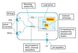 Carbonic Anhydrase: Convert CO 2 to HCO 3 Recyling Leaked CO 2 Leak Barrier Energy Carbonic Anhydrase Active Ci Pumps Cell Localized CO 2