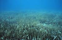 Seagrasses are C 3 plants with C 4 d 13 C