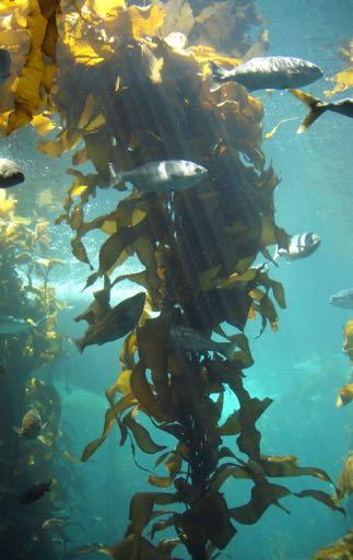 (use HCO 3 as a carbon source) Kelp are C 3