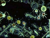 3 as a carbon source) Phytoplankton can use C
