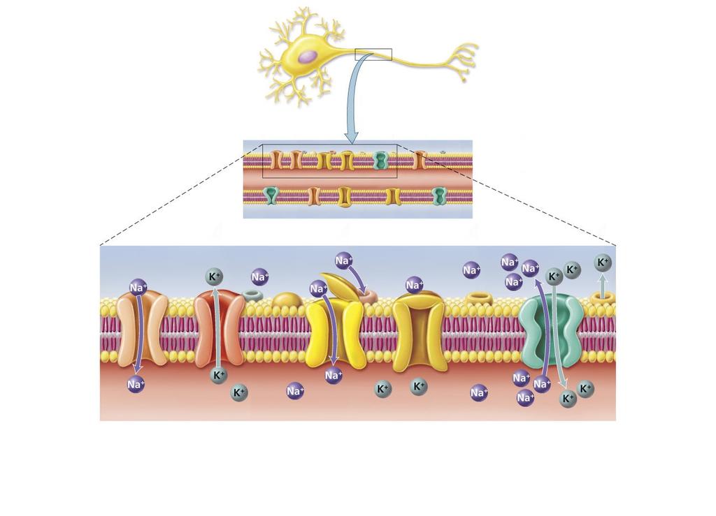 Action Potential Cross section Axon membrane Neuron plasma membrane Extracellular fluid Cytoplasm Continually open ion channels Gated ion channels Sodium-potassium pump Ion channels Ion channels can