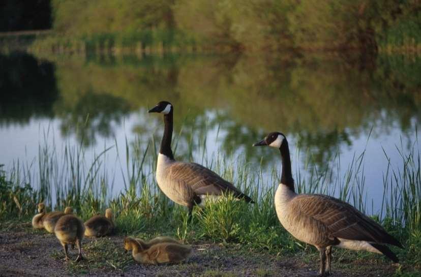 more complex CR data intering site fidelity in Canada Geese ranta canadensis Hestbeck et al.