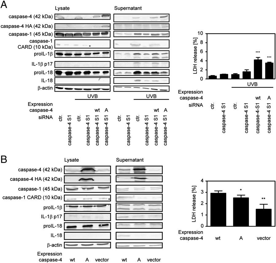 The Journal of Immunology 1995 Therefore, we transfected human keratinocytes with two different sirnas that target caspase-4 mrna.