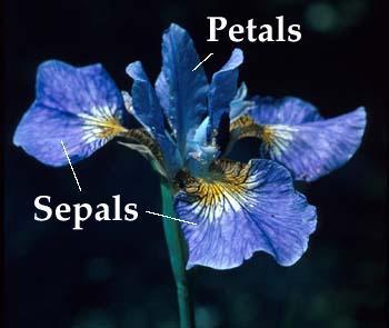 Biplot Example 1: Fisher s Iris Data 50 sample from 3 species of iris: iris setosa, versicolor, and virginica Each measuring the length and widths of both sepal and petals