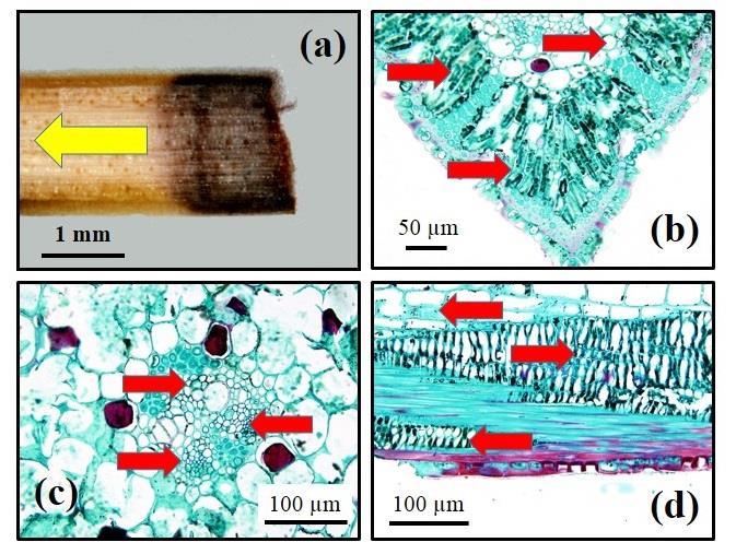 Figure 3 (a) leaf after dipping in AgNO 3; (b) and (c) transverse sectional images showing principle regions of AgNO 3 reduction to form Ag nanoparticles, and (d) longitudinal section showing Ag NPs