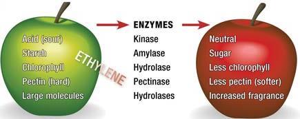 1. What is the effect of the plant hormone ethylene on fruit ripening? 2.