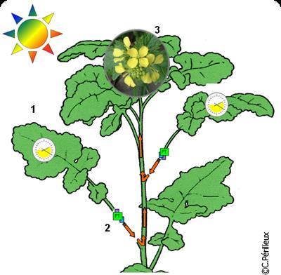 Signaling Molecule for Flowering A protein, florigen, is transcribed from a gene called flowering locus (FT) It is activated in leaf cells that are exposed to the amount of