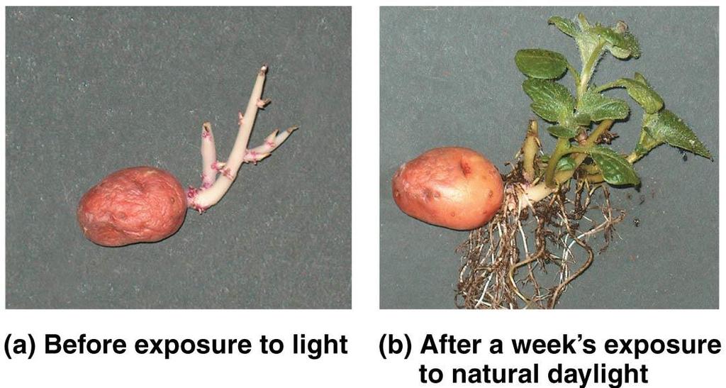 Responses to Light are Crucial to Plant Success Light triggers many key events in plant growth & development - photomorphogensis No