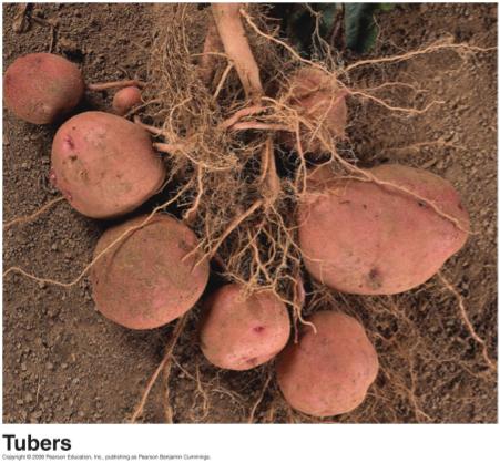 tubers enlarged ends of rhizomes or stolons