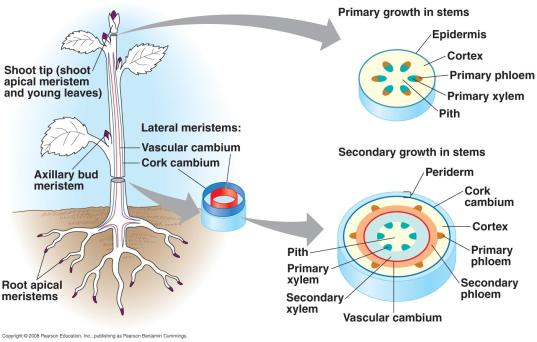 vascular cambium adds layers of vascular tissue called secondary xylem (wood) and