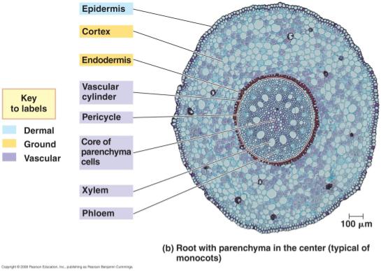 Root with parenchyma in the center(