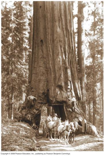 Wawona Sequioa in Yosemite national Park cut in 1881 lived