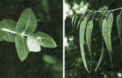 b. vegetative shoot tip to floral meristem triggers: day length, hormones meristem identity genes get turned on to make floral