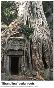 strangling aerial roots plants that