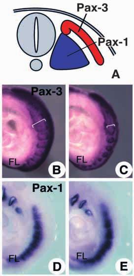 Wnt signal in somite development 4971 Fig. 2. Expression of a dermomyotome marker gene, Pax-3, and a sclerotome marker gene, Pax-1, in the Wnt-1/Wnt-3a compound mutant.