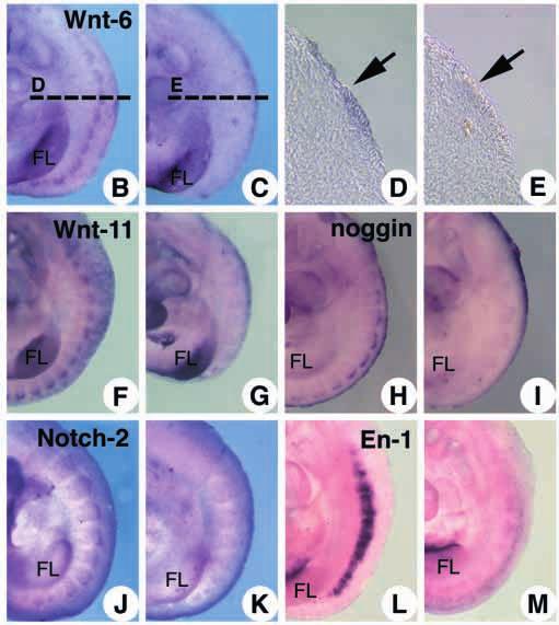 Defects in the expression of a myogenic gene in Wnt-1/Wnt-3a compound homozygous embryos Histological analysis of the compound mutant embryos indicated that the formation of the myotome was impaired