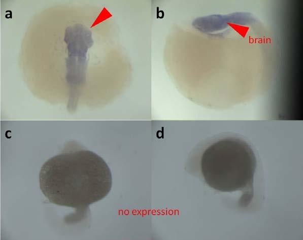 Urun 2 Methods: Wild type medaka and zebrafish embryos were collected and let grow until they reach to desired developmental stage.