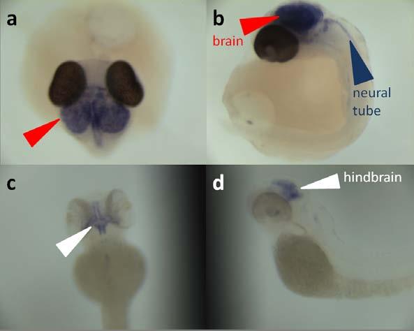 Urun 3 Figure 2: sox14 gene expression in late stage fish embryos from dorsal (up: anterior) and lateral (left: anterior) views.