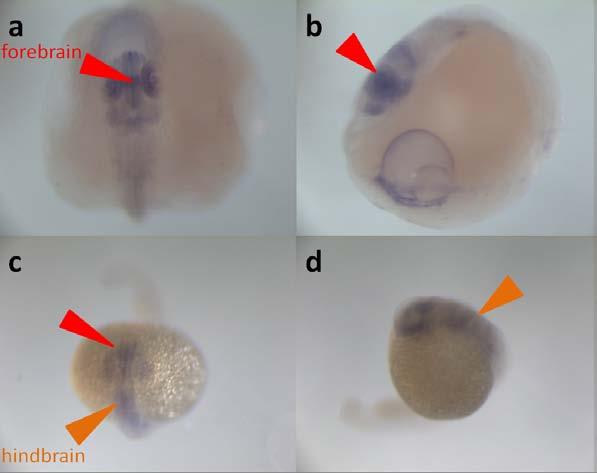: dorsal (c) and lateral (d) views of pecfin stage zebrafish embryos.