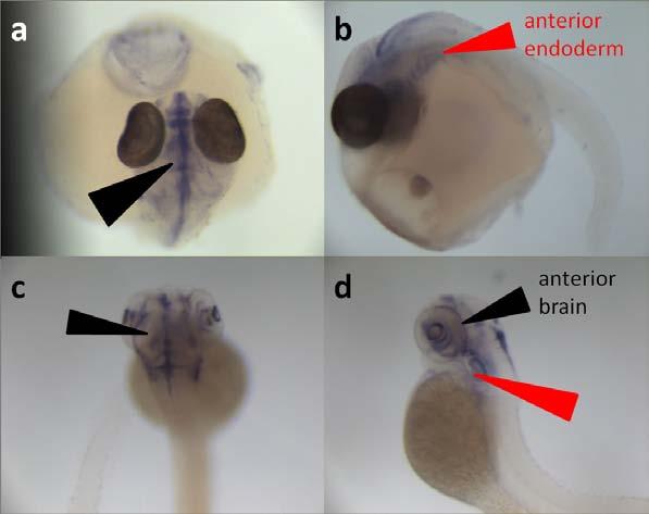 Urun 4 Figure 4: sox2 gene expression in late stage fish embryos from dorsal (up: anterior) and lateral (left: