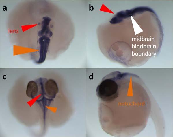 Urun 5 Figure 6: sox3 gene expression in medaka embryos from dorsal (up: anterior) and lateral (left: anterior) views.