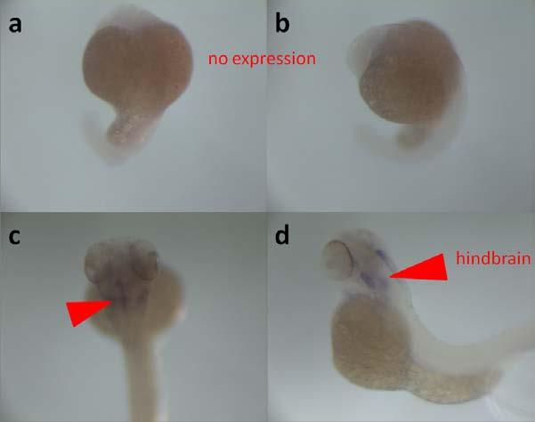 Urun 6 Figure 8: sox21b gene expression in zebrafish embryos from dorsal (up: anterior) and lateral (left: anterior) views. : dorsal (a) and lateral (b) views of 21-somites stage zebrafish embryos.