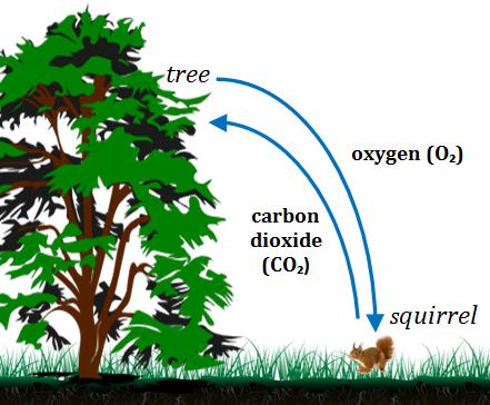 Parts of an Ecosystem Squirrels are common in many different ecosystems around the planet.