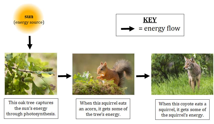 Energy Moves Through Ecosystems The need for energy also connects all living things in an ecosystem.