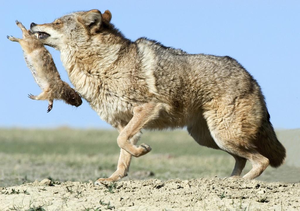 Carnivores eat only other animals. Coyotes are common carnivores that eat many different kinds of animals. Coyotes eat deer, sheep, rabbits, rodents (like squirrels), snakes, and fish.