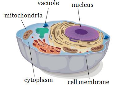 The Parts of a Cell All cells are filled with a jelly-like liquid. This liquid is called cytoplasm, and it surrounds all of the organelles.