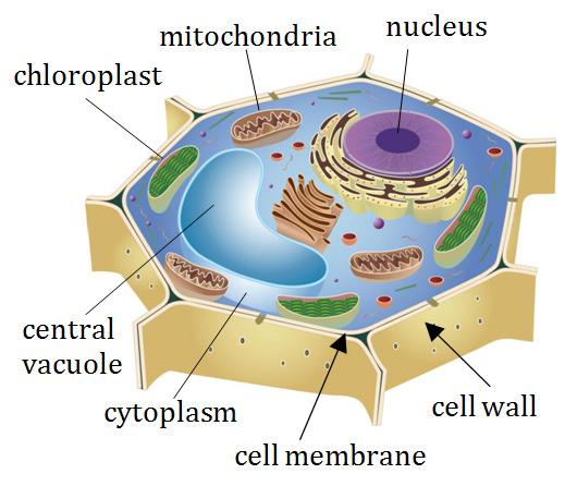 Plant Cells Plant cells have other differences as well. Plant cells have cell walls in addition to a cell membrane. Cell walls are stiff fibers that help plants stay rigid and stand up.