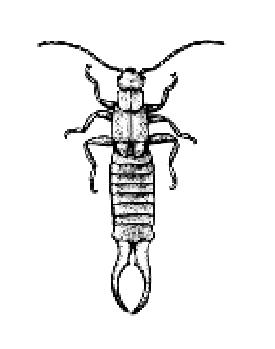 Adults: 1. Antennae slender, beaded 2. Mouthparts mandibulate, prognathous 3. Tarsi 3-segmented 4. Front wings short and leathery 5. Hind wings semicircular and pleated 6.