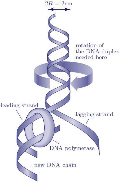 Viscous force at DNA replication fork The torque scales like: r f RRL R The