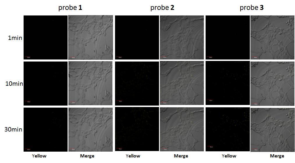 cell viability Figure S5. Confocal microscopy images of SO 3 2- in living cells using probes 1-3.