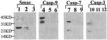 The Role of Survivin in Apoptosis 23137 FIG. 5.Survivin is unable to bind to caspase.