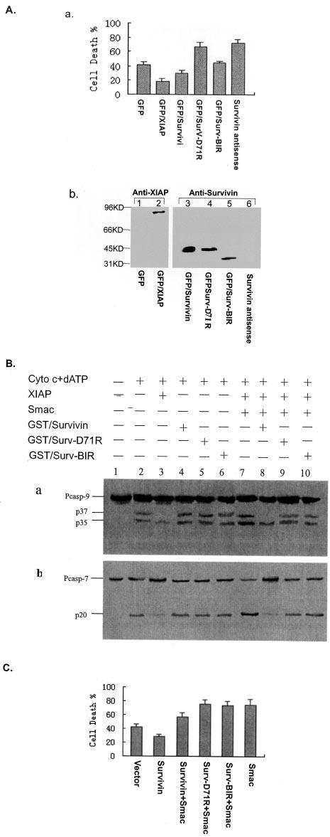 23138 The Role of Survivin in Apoptosis FIG. 6. Survivin antagonizes the pro-apoptotic activity of Smac/DIABLO. In A: Survivin mutants fail to inhibit apoptosis.