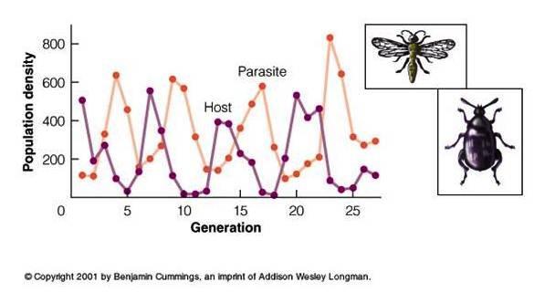Host-parasitoid interactions between the azuki bean weevil