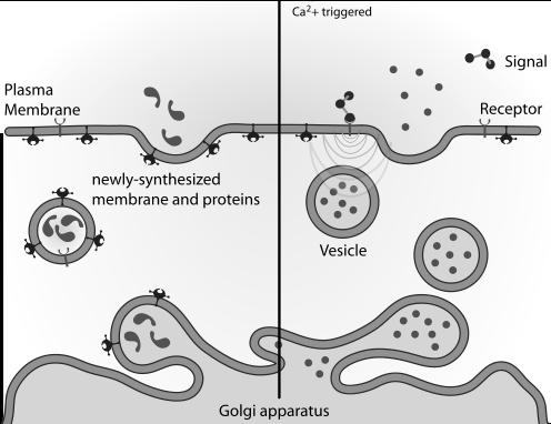Figure 11.3: Process of exocytosis (source: Wikipedia).