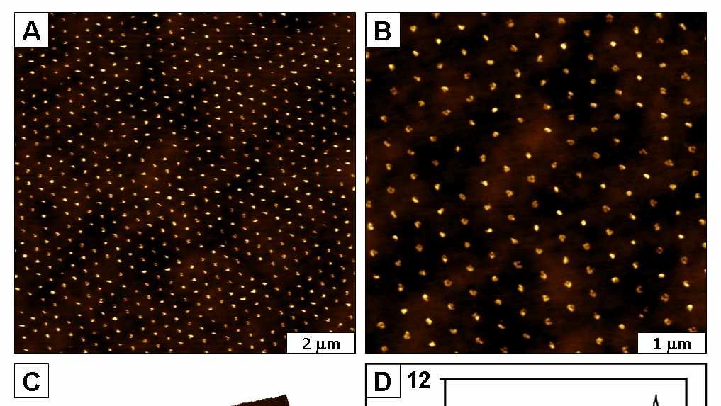 Close Look of Gold Nanoparticle Arrays Successive AFM zoom-in