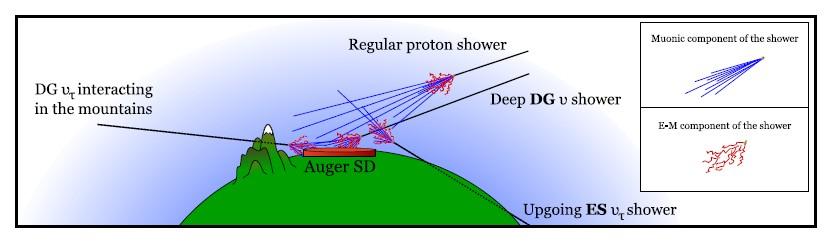 Neutrino detection in AUGER Only neutrinos can produce young horizontal showers For downgoing showers: (assuming 1:1:1 flavor