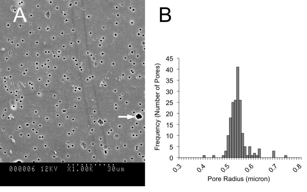 Figure S-3. (A) Image of top view of track-etched PET membrane obtained by scanning electron microscopy. White arrow indicates outlier in pore distribution.