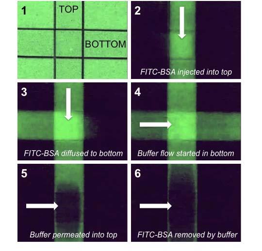 Testing Membrane Permeability and Device Leakage Figure S-1. (1) Phase contrast image of microchannel intersection. (2) FITC-BSA was injected into top channel.