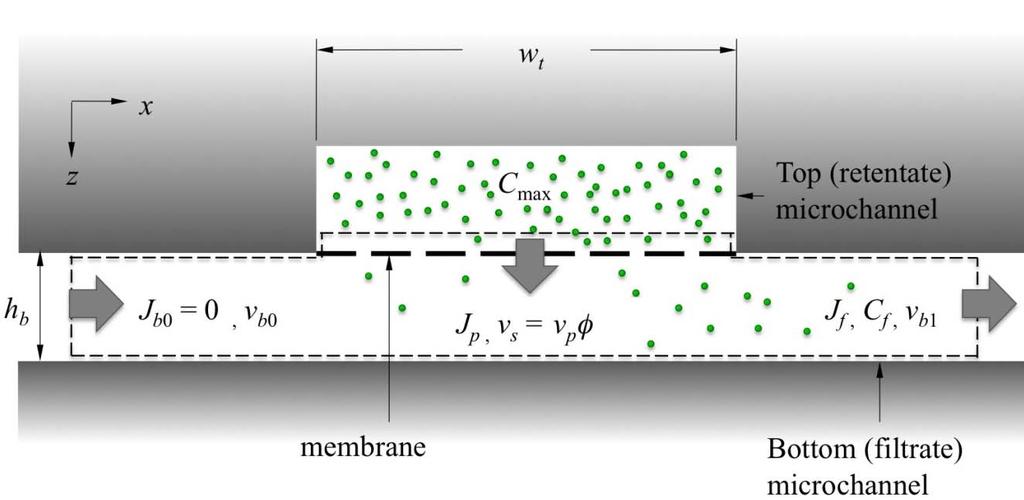 Figure S-2. Cross-sectional view of crossing microchannels along the length of the bottom channel.