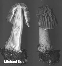 grow from subterranean sclerotia - Ascospores are always