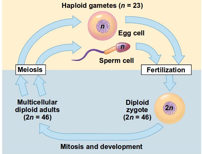 MEIOSIS AND CROSSING OVER NOTES Meiosis produces egg cells and sperm cells that have half the regular number of chromosomes. Unlike in mitosis, 4 daughter cells are produced.